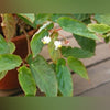BEGONIA DIETRICHIANA