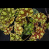 BEGONIA BOWERI "TIGER"