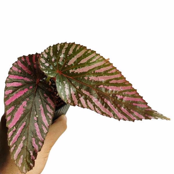 BEGONIA BREVIRIMOSA