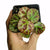 BEGONIA RAJAH
