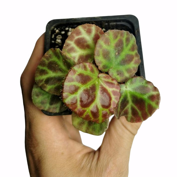 BEGONIA RAJAH