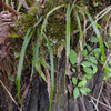 HELECHO CAMPYLONEURUM ANGUSTIFOLIUM