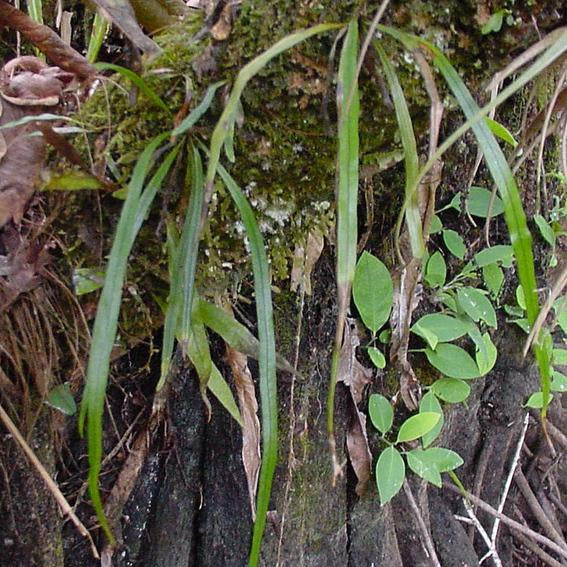 HELECHO CAMPYLONEURUM ANGUSTIFOLIUM