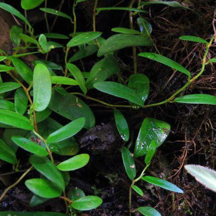 FICUS PUNCTATUS "PANAMA"