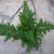 HELECHO SELAGINELLA GRIFFITHII