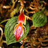 LEPANTHES HEXAPUS