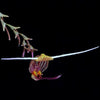 ORQUIDA SCAPHOSEPALUM MERINOI