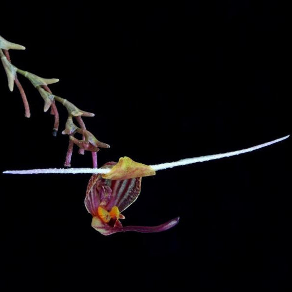 ORQUIDA SCAPHOSEPALUM MERINOI