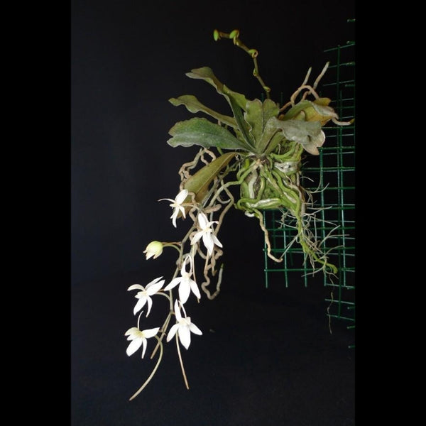 ORQUIDEA AERANGIS MYSTACIDII