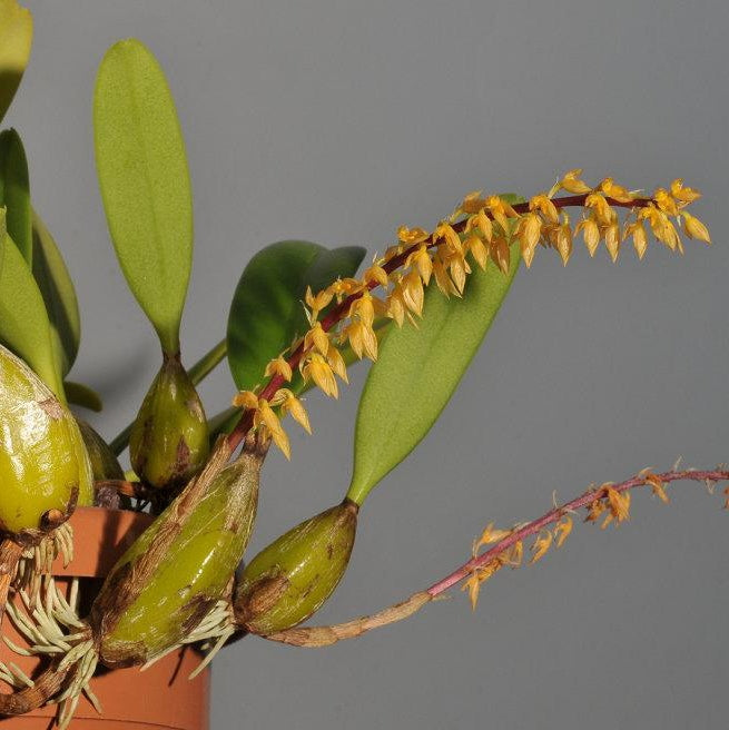 Rufenum ORQUÍDEA BULBOPHYLLUM RUFINUM – LITTLE TREE DESIGN BIOTOPES