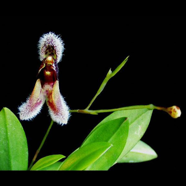 ORQUÍDEA CONDYLAGO RODRIGOI