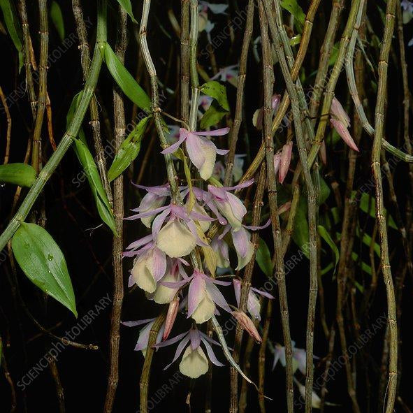 ORQUIDEA DENDROBIUM PIERARDII