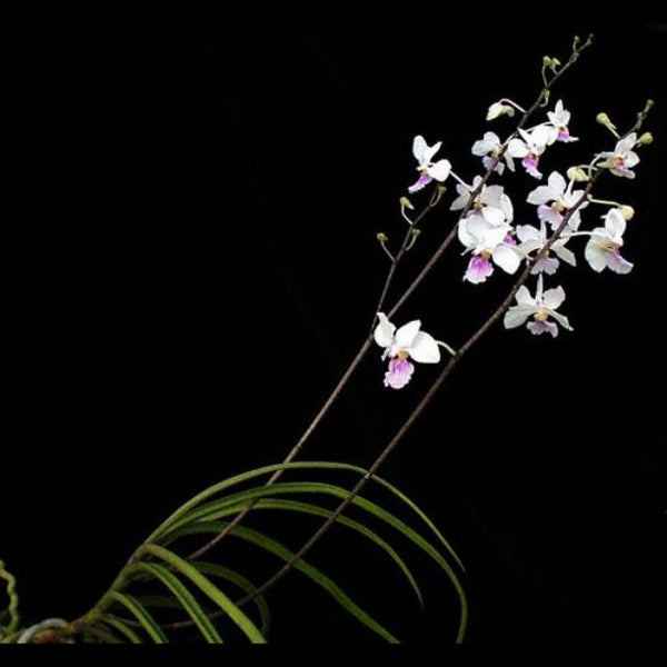 ORQUIDEA HOLCOGLOSSUM KIMBALLIANUM