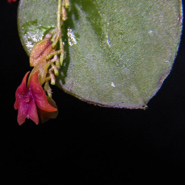 ORQUÍDEA LEPANTHES DOMINGENSIS