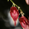 ORQUÍDEA LEPANTHES MINI RED