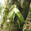 ORQUÍDEA LIPARIS NIKAHARAI