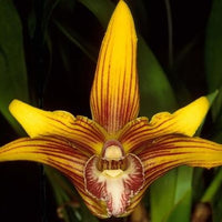 ORQUÍDEA MAXILARIA UBATUBANA