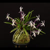 ORQUÍDEA NEOFINETIA FALCATA