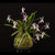 ORQUÍDEA NEOFINETIA FALCATA