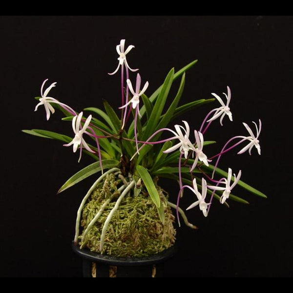 ORQUÍDEA NEOFINETIA FALCATA