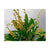 ORQUIDEA PLEUROTHALLIS COSTARICENSIS
