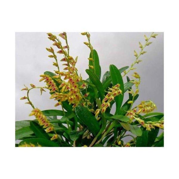 ORQUIDEA PLEUROTHALLIS COSTARICENSIS