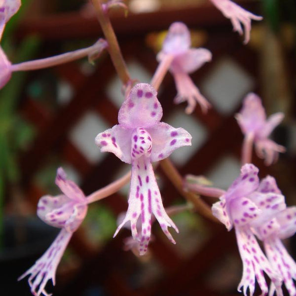 ORQUÍDEA STENOGLOTIS LONGIFOLIA