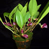 ORQUIDEA ZOOTROPHION ATROPURPUREUM