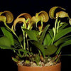 Orquidea-Bulbophyllum grandiflorum