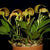 Orquidea-Bulbophyllum grandiflorum