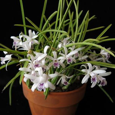 Orquidea-Laelia lundii