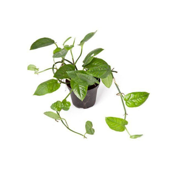 PHILODENDRON SP. KOLUMBIEN