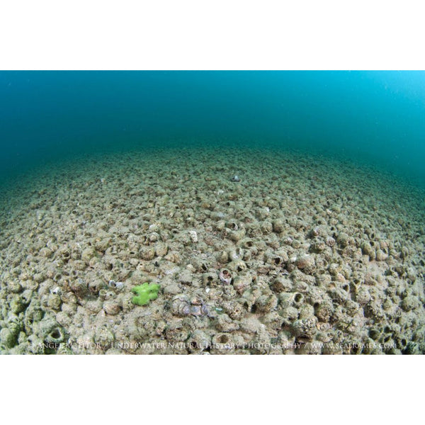 Tanganyika Africa´s Inland Sea by Angel M. Fitor