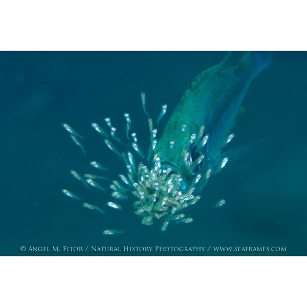Tanganyika Africa´s Inland Sea by Angel M. Fitor