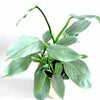 PHILODENDRON HASTATUM "SILVER SWORD"