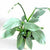 PHILODENDRON HASTATUM "SILVER SWORD"