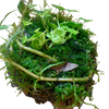 Wabi Ball