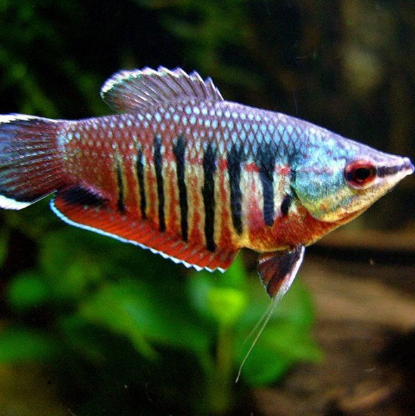 Sphaerichthys vaillanti