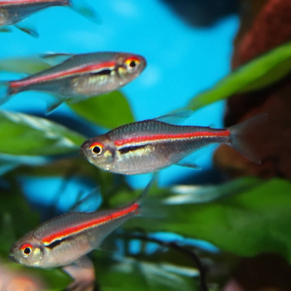 HYPHESSOBRYCON AMAPAENSIS