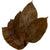 HOJA DE SAL(SHOREA ROBUSTA)