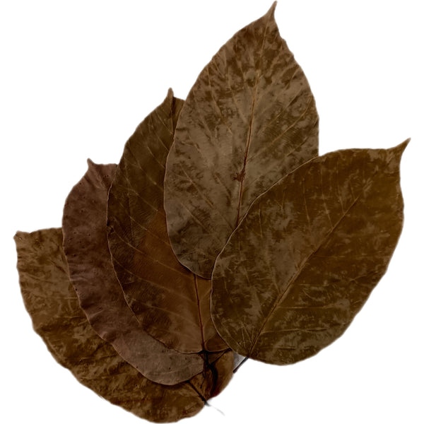 HOJA DE SAL(SHOREA ROBUSTA)