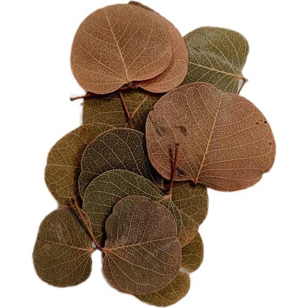 MONETA LEAF PACK DE 10 HOJAS