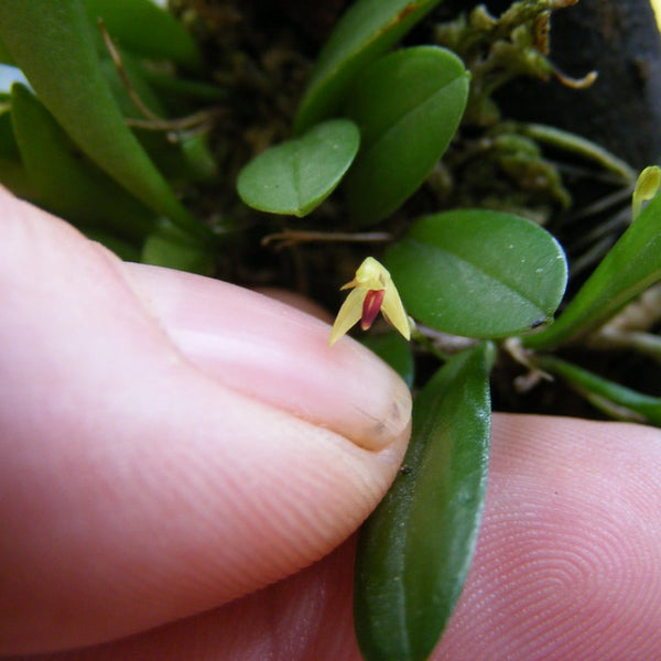 ORQUIDEA PLEUROTHALLIS MINUTALIS