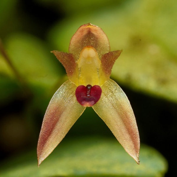 ORQUIDEA PLEUROTHALLIS MINUTALIS