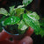Anubias Barteri Pinto
