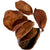 CALOTROPIS POD