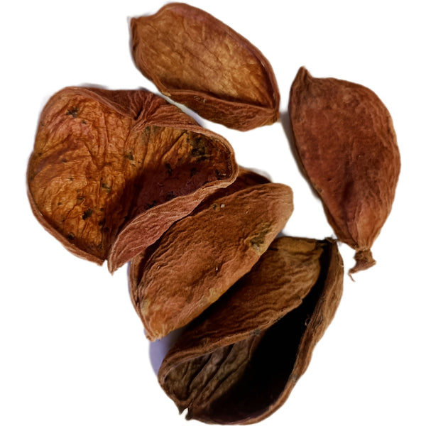 CALOTROPIS POD