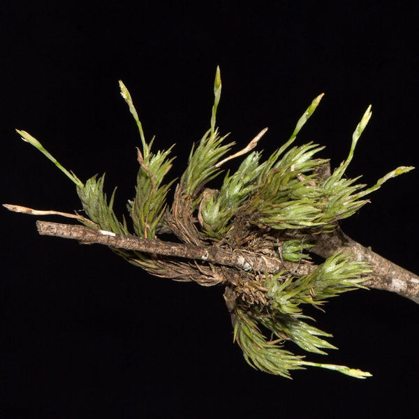 TILLANDSIA TRICHOLEPIS