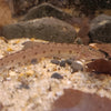Acantopsis dialuzona