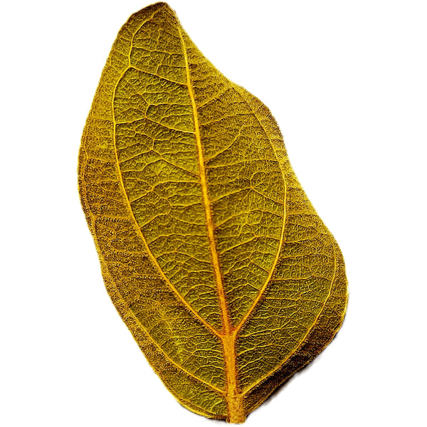 CINCHONA OFFICIONALIS